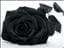 black-rose97